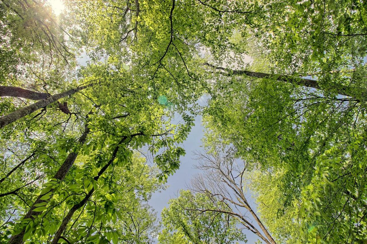 Вилла Tree Song Mountain Creek Cabin Эллиджей Экстерьер фото